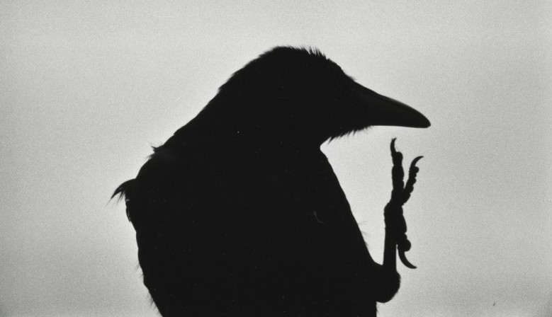 Ravens - a classic among the classics by Masahisa Fukase